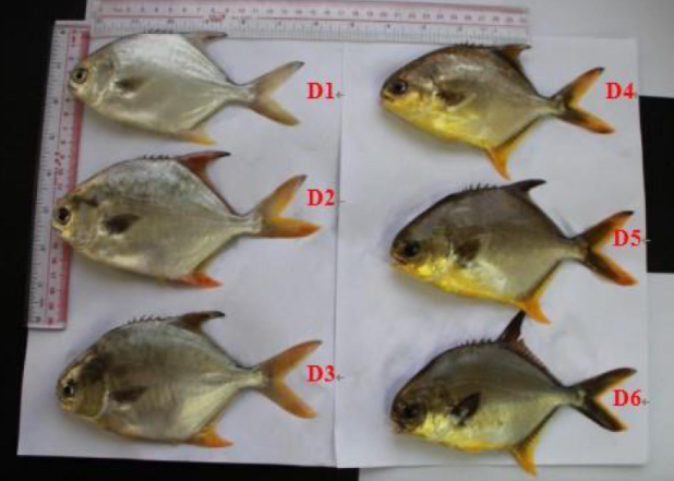 astaxanthin-powder-for-fish