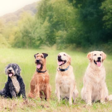Gebruik van colloïdaal havermout -extract voor honden