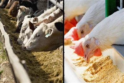 Hoe ondersteunt gisthydrolysaat de groei bij dieren?